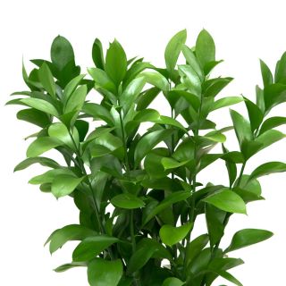 Estratto di Radice di Ruscus Aculeatus