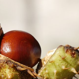 Estratto di Semi di Aesculus Hippocastanum